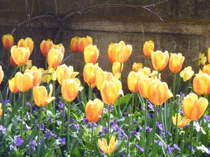 wall, Yellow, Tulips