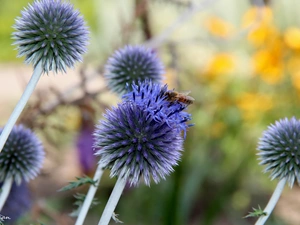 purple, Flowers, Echinops, Orbs