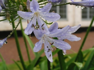 Colourfull Flowers, drops, water, Agapanthus African