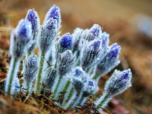 pasque, drops, water, Buds