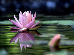 water-lily, Art