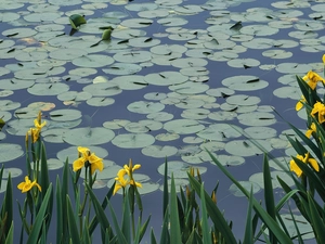 Yellow, Irises, eyelash, water, Pond - car