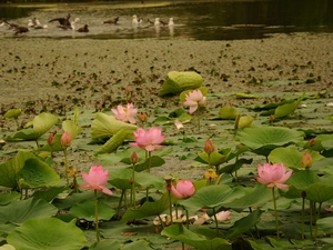 Pond - car, Lily, water