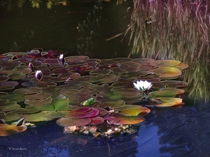 Pond - car, Lily, water
