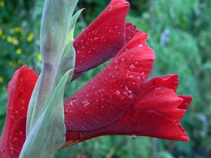 claret, drops, water, gladiolus