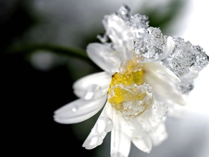 Daisy, water