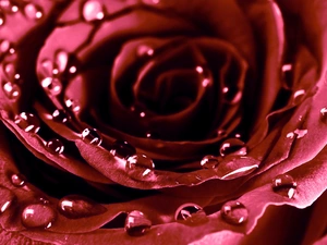 water, rose, droplets
