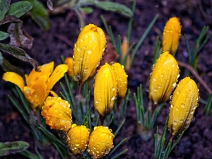 water, crocuses, drops