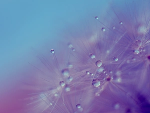 water, dandelion, drops