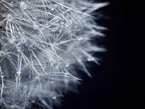 water, dandelion, drops