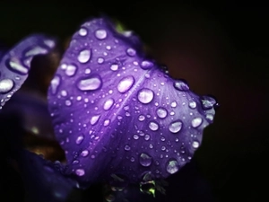 water, iris, drops