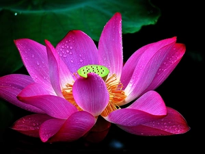 water, lotus, drops
