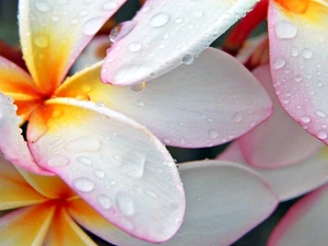 water, Plumeria, drops