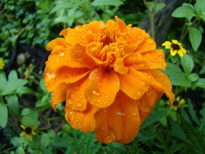 water, Tagetes, drops