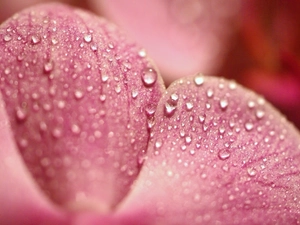 flakes, drops, water, orchid