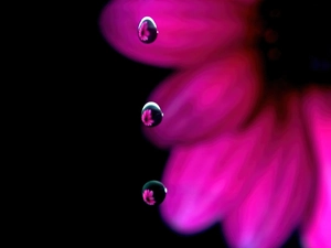 Colourfull Flowers, drops, water, Gerber