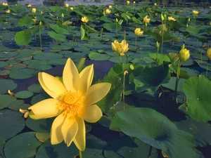 Colourfull Flowers, Yellow, water