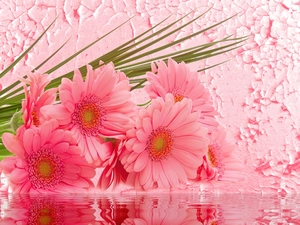 water, Pink, gerberas