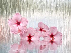 Glass, 2D Graphics, water, reflection, hibiskus