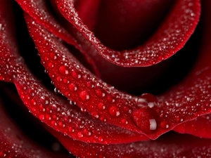 red hot, drops, water, rose