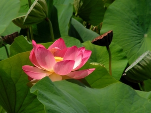 Lotus Flower