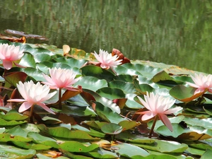 lilies, water