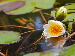 lilies, water