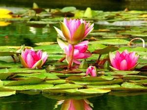 lilies, water