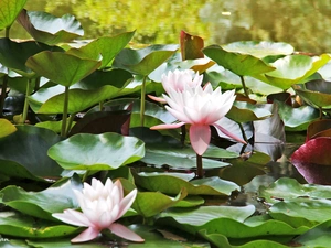 lilies, water