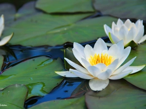 lilies, water