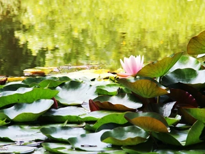 lilies, water