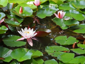 lilies, water