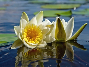 water, Flowers, lilies