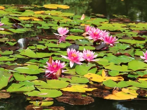 water, Pink, lilies