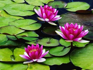 water, Pink, lilies