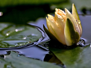 Lily, water