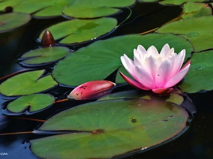 Lily, water