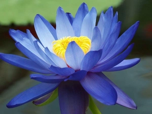 water, Blue, Lily