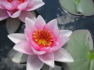 Leaf, Lily, water