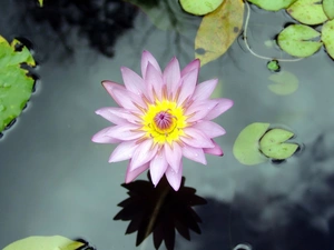 water, Pink, Lily