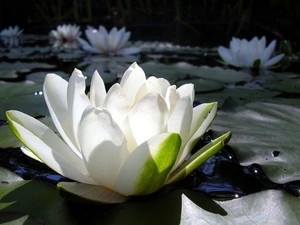 water, White, Lily