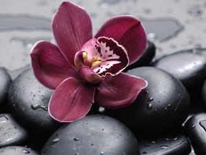 orchid, drops, water, Stones