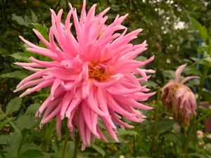 Pink, drops, water, Dalia