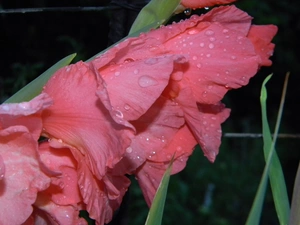 Pink, drops, water, gladiolus