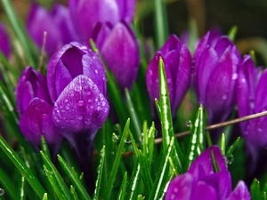 purple, drops, water, crocuses