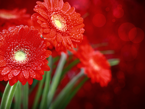 Red, drops, water, gerberas