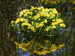 water, marigolds, reflection