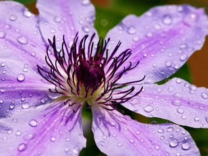 water, drops, Violet, traveller