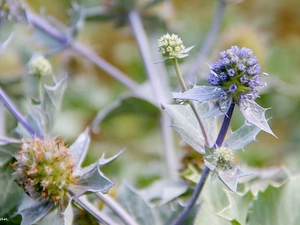 Violet, drop, water, teasel