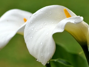 White, drops, water, Calla